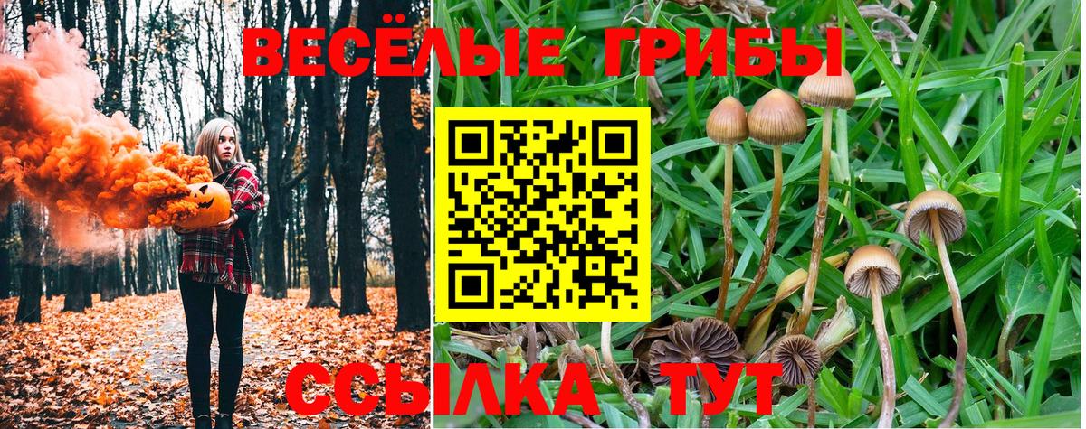 Псилоцибиновые грибы Psilocybine cubensis Алексеевка
